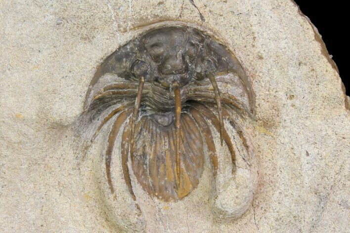 Bargain, Spiny Kolihapeltis Trilobite - Rare Species #141787